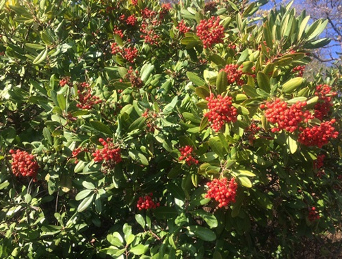 OTGF Toyon
