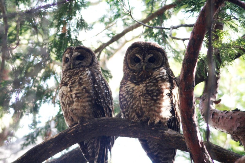 RSCalifornia spotted owl Brett Hartl Center FPWC scr