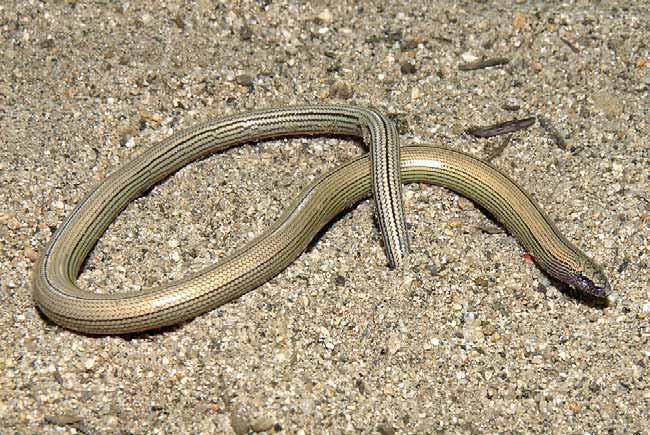 RSTemblor legless lizard A alexanderae by Al.max 800x800