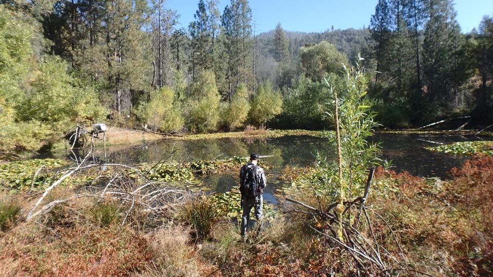 Stookey Preserve Pond and guy