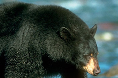 blackbear 376