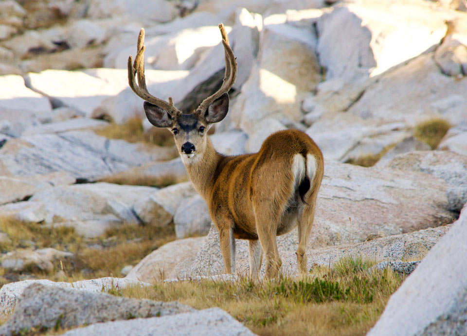 buck yosemite nps photo 259692963 4602812259767020 5155157799965243663 n