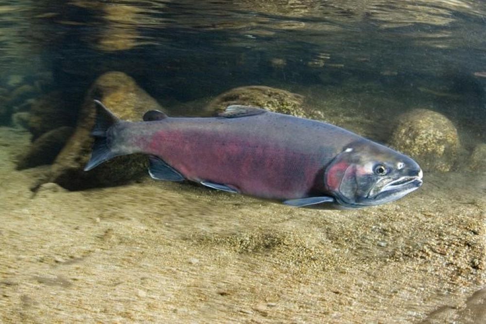 coho kbao