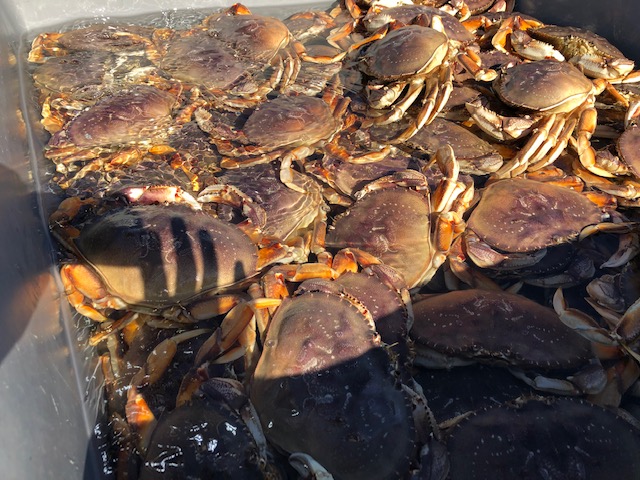 dcrab2