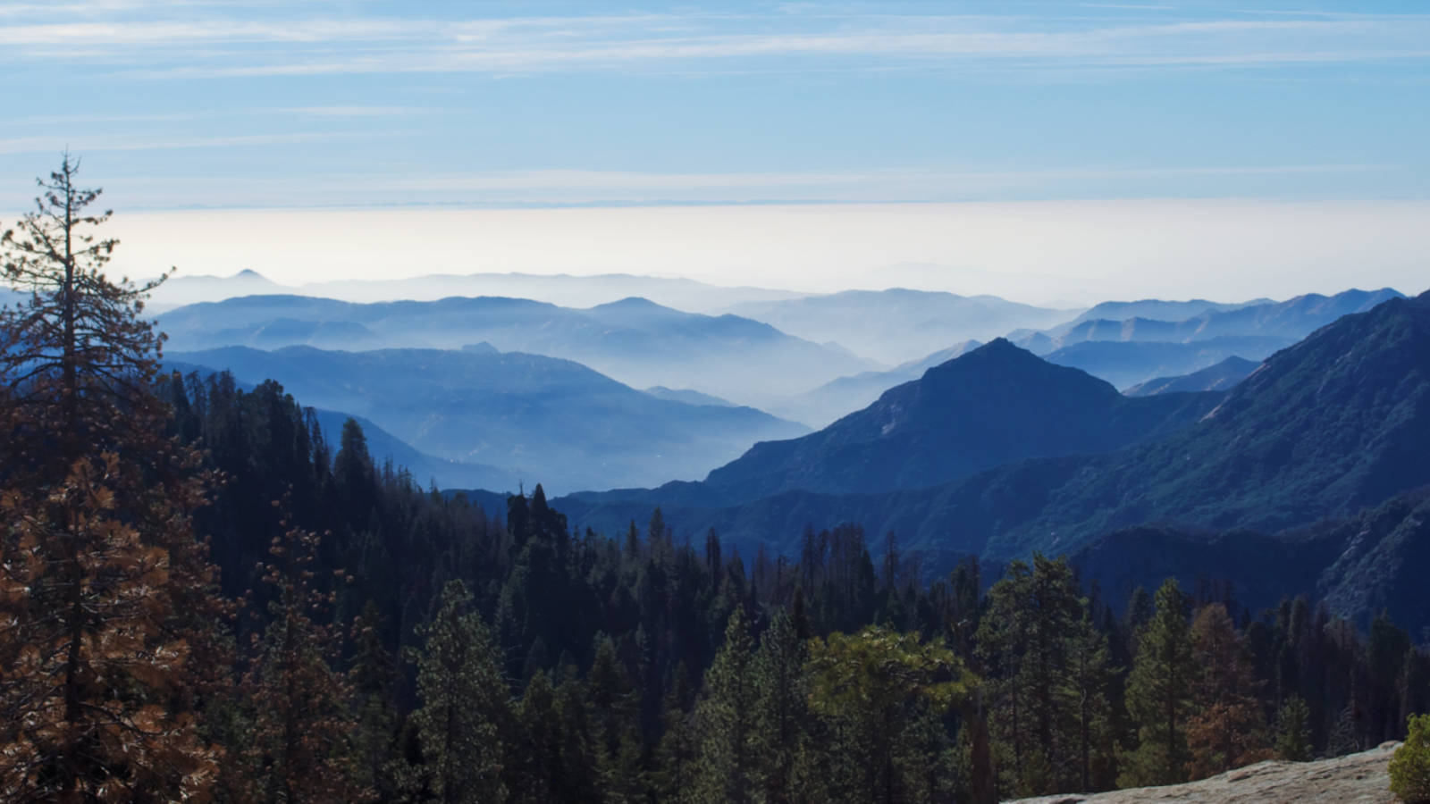 haze npca mark rose d0b6d8c2 3a82 4ce6 8ebb 377460121688 banner