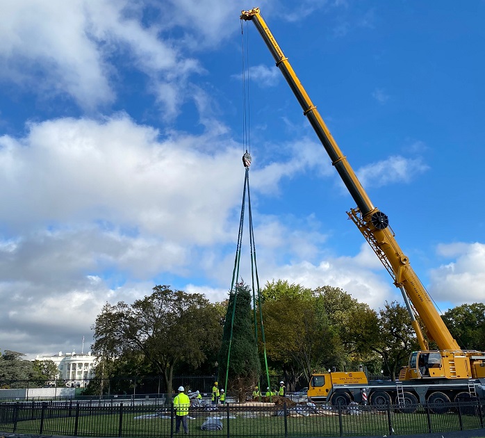 National Christmas Tree planting 2021