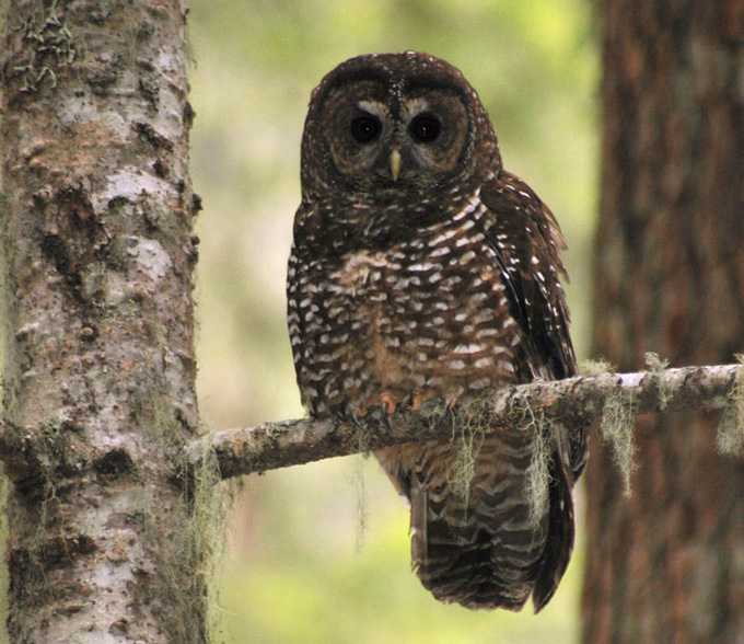 NorthernSpottedOwl