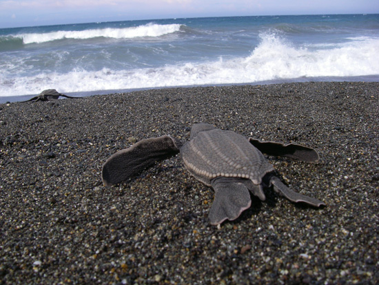 RSLeatherbackSeaTurtle ScottRBenson NOAA NMFS SouthwestFisheriesScienceCenter FPWC PD 1