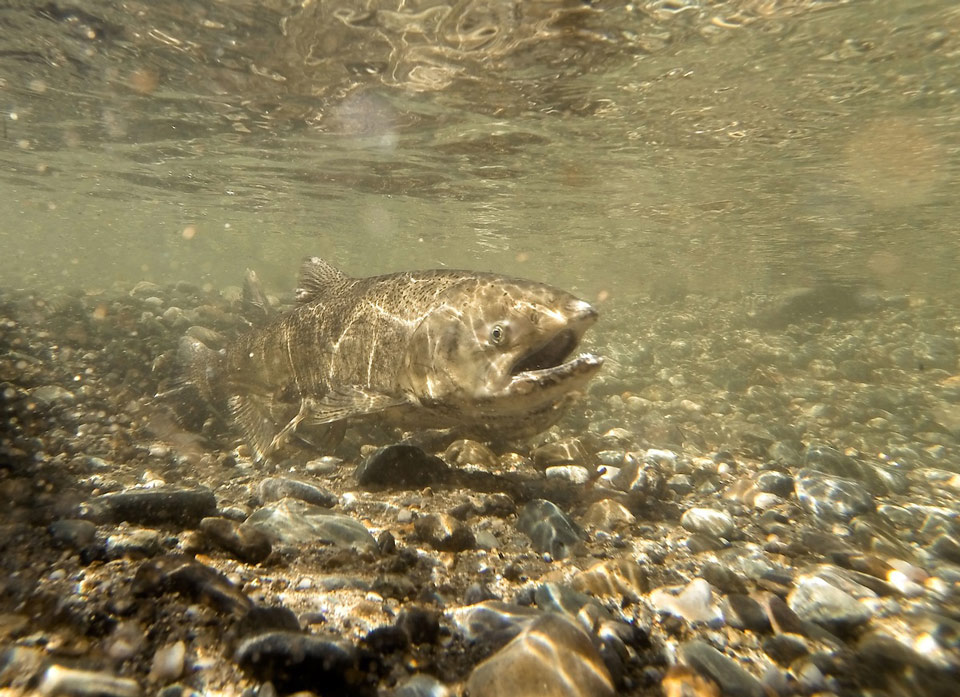 SalmonFeatherRiver KMG 2014
