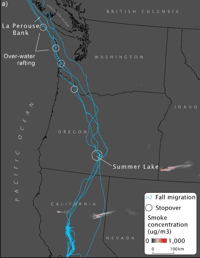 TuleGoose2019Tracks1