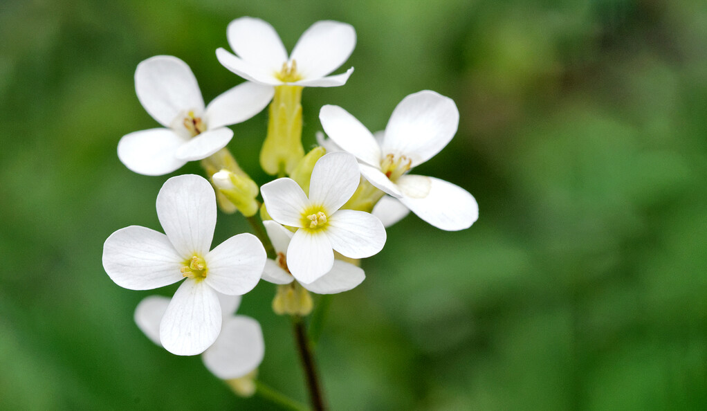 arabidopsis thaliana