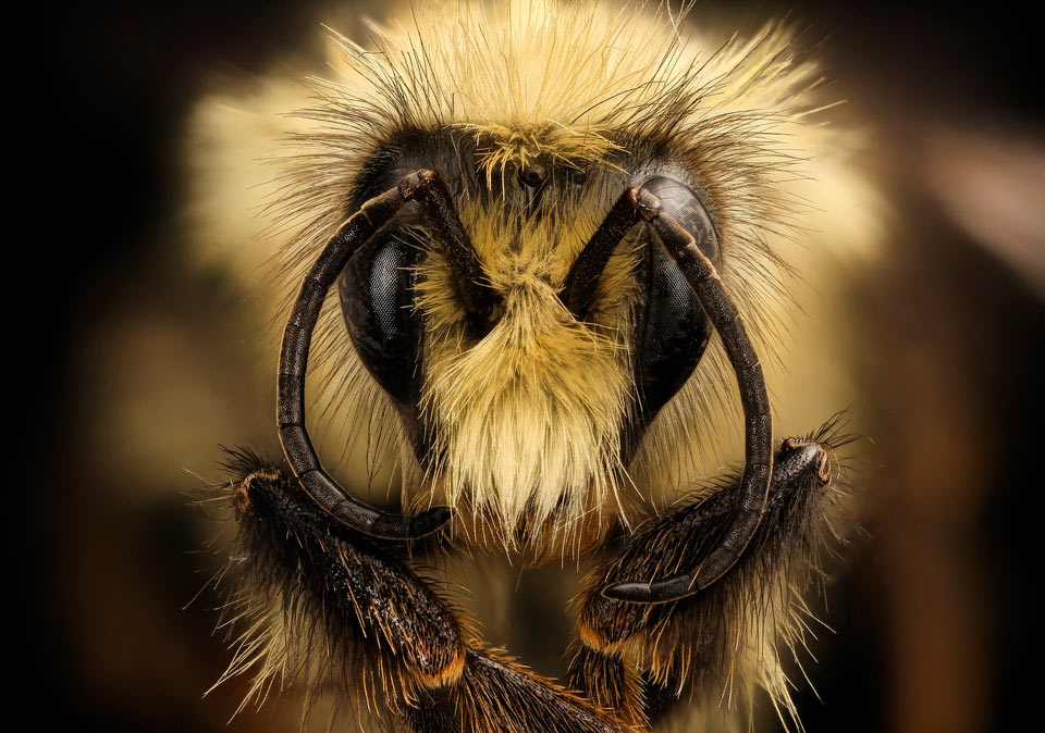 black tailed bumble bee
