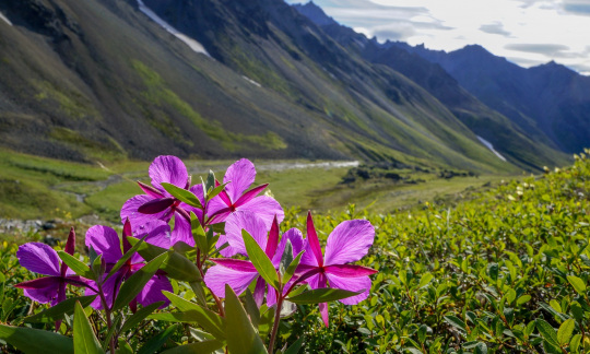 lake clark flowers photo by nps