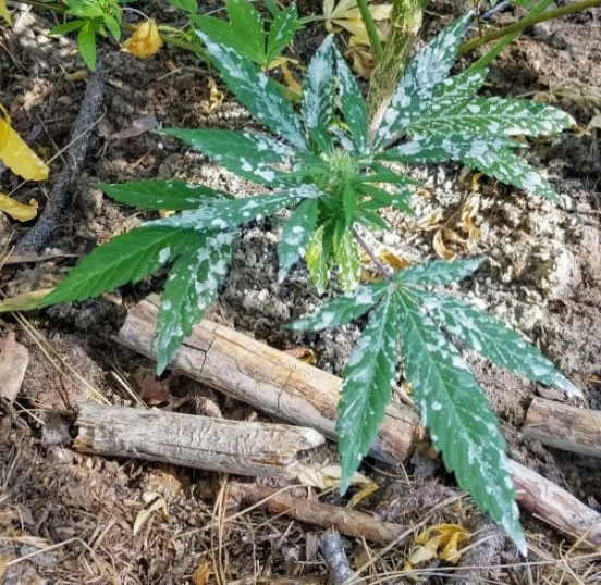 marijuana