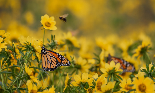 monarch butterflies chautauqua national wildlife refuge illinois mike budd usfws