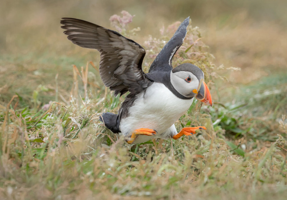 web aud apa 2019 atlantic puffin a1 9217 6 ts photo ann kramer