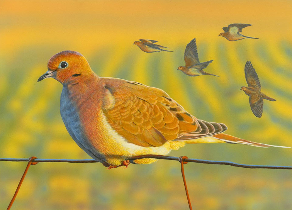 2020 mourning dove buck spencer