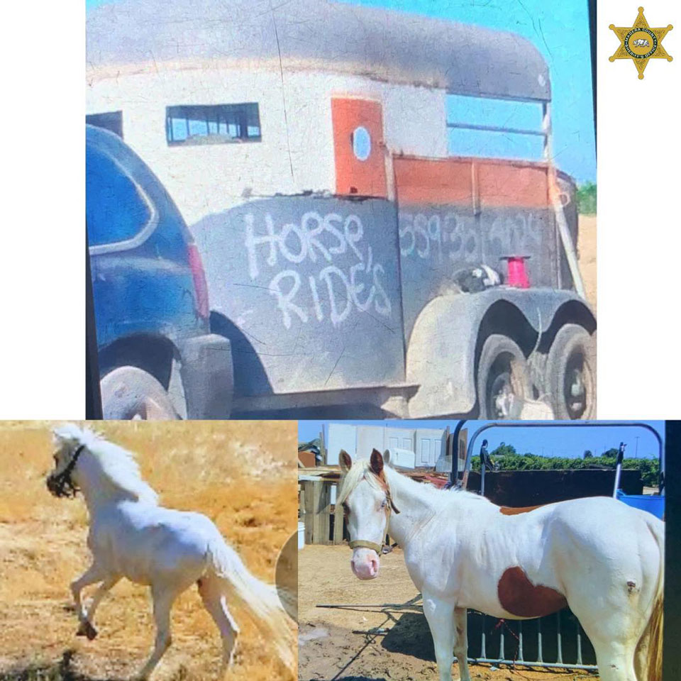 MCSO horse theft