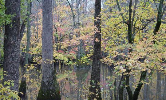bayou deview watershed cache river national wildlife refuge eric s johnson usfws