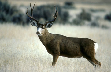 mule deer photo