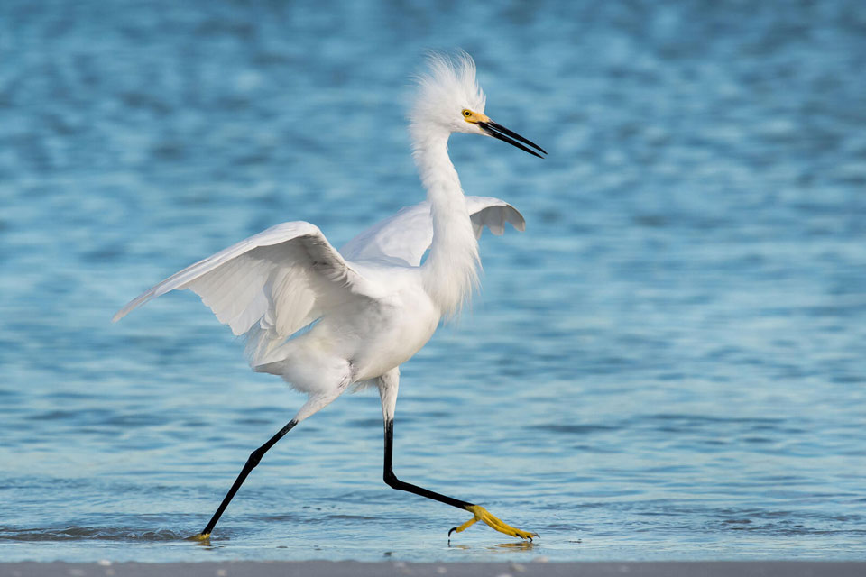 web apa 2017 snowy egret a1 3701 12 melissa james kk 0