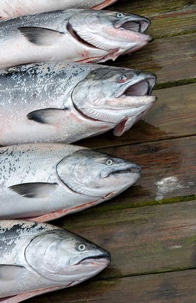 Chinook Salmon cdfw