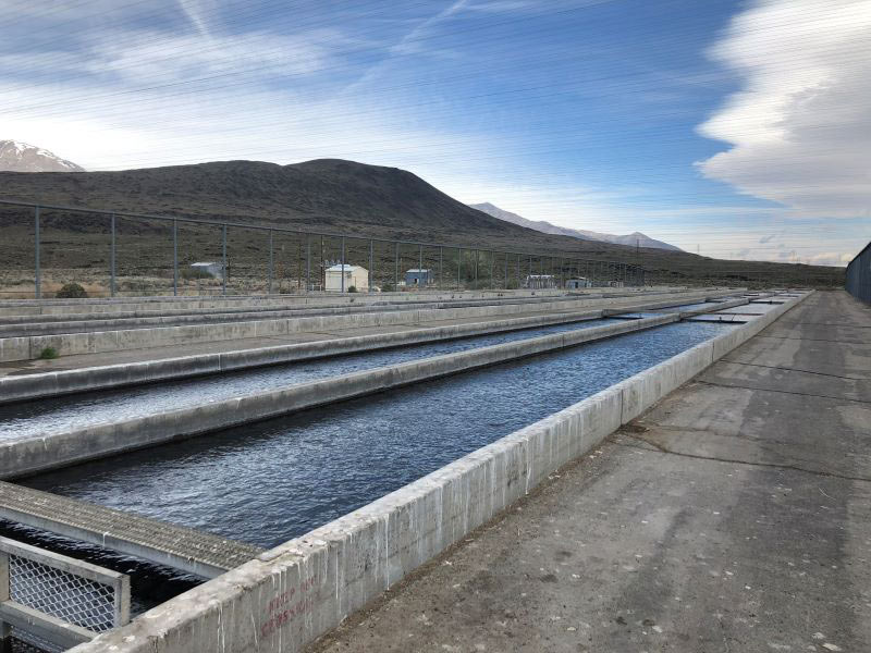 Fish Springs Hatchery Raceways