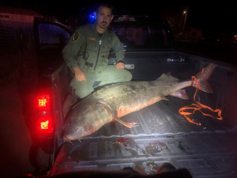 Sturgeon 91 inch sturgeon released