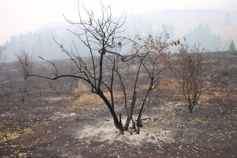 USFS 1
