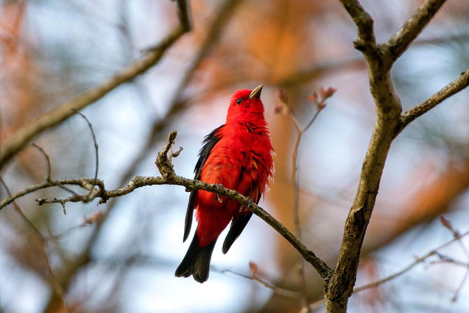 aud scarlet tanager 220118 0919 ts photo lia bocchiaro