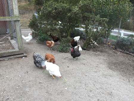 chickens 90207 original ucanr