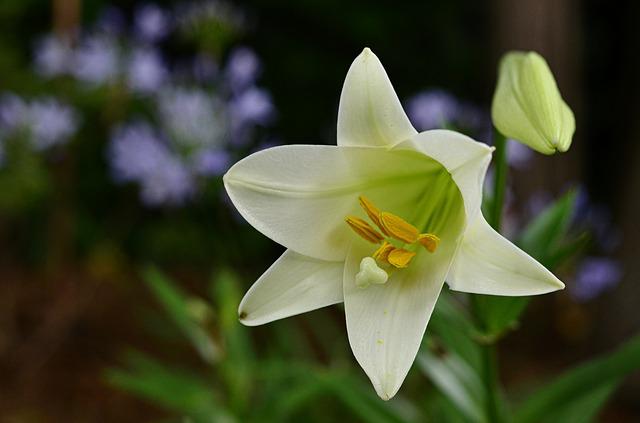 easter 735446 640 lily lillies