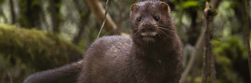 mink credit aphis