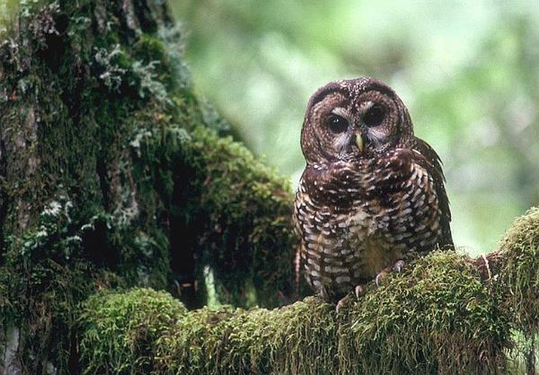 owl RSNorthernSpottedOwl TomKogut USDAForestService FPWC