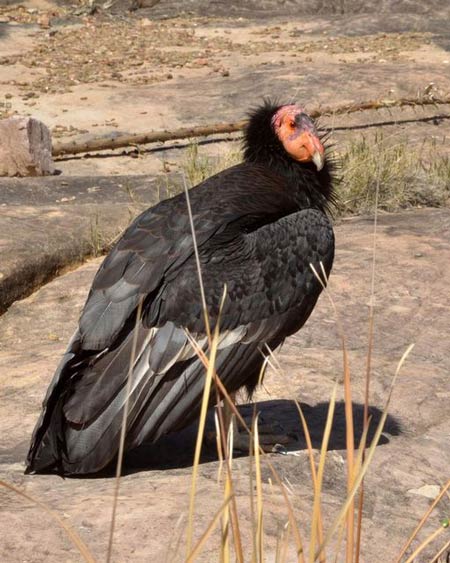 Condor 1