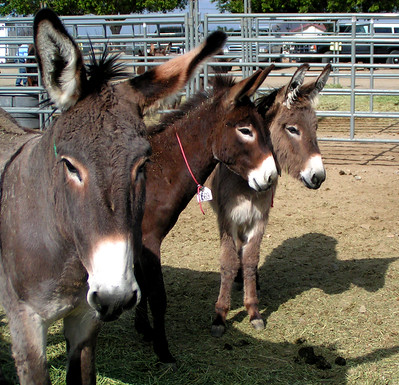 burros 43220602101 5072618ba9 w