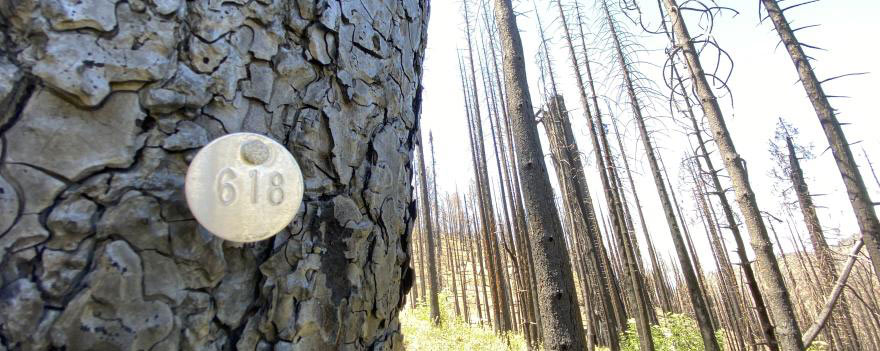 postfire monitoring sequoias witness tree sequoia 12