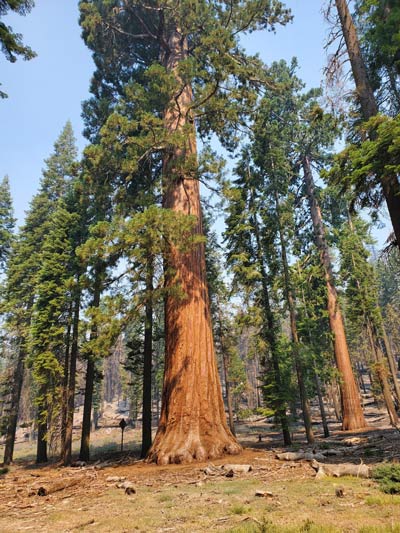 yosemite mariposa grove nps