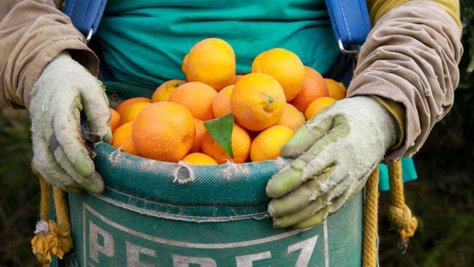 AgLabor Oranges Cropped
