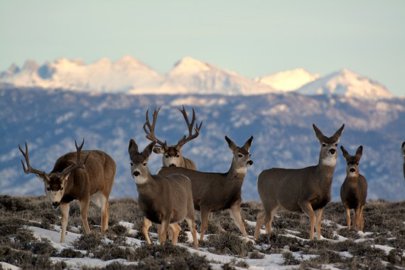 BLM habitat