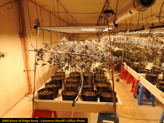 CCSO Marijuana 4