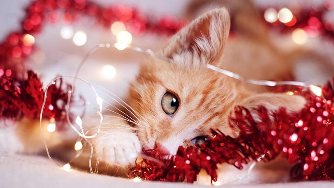 CatWithTinsel copy