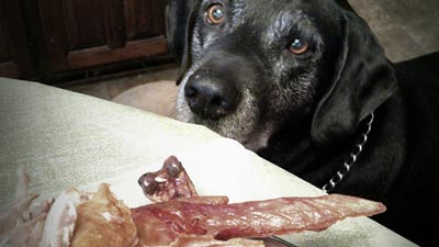 DogWantingTableFood