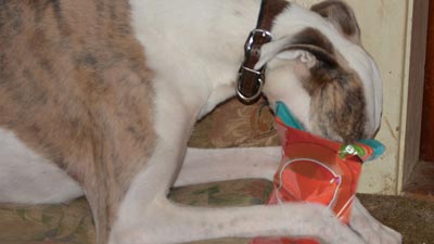 Dogwithsnoutinchipbag 1