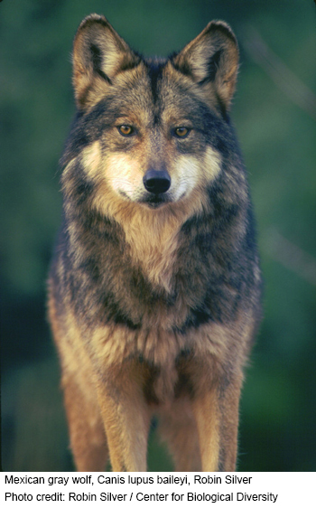 MexicanGrayWolf RobinSilver FPWC