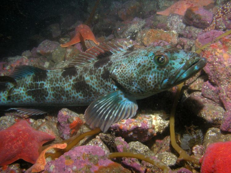 cdfw1228 221220groundfishregs