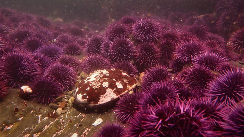 katie sowul cdfw urchin barren surrounds red abalone 1 reduced