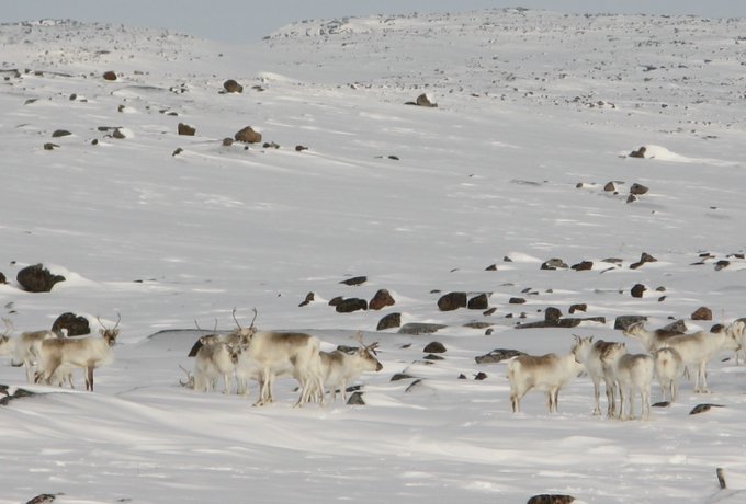 reindeer credit usfws