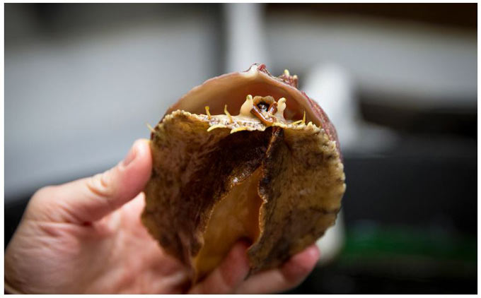 ucdavis abalone 1