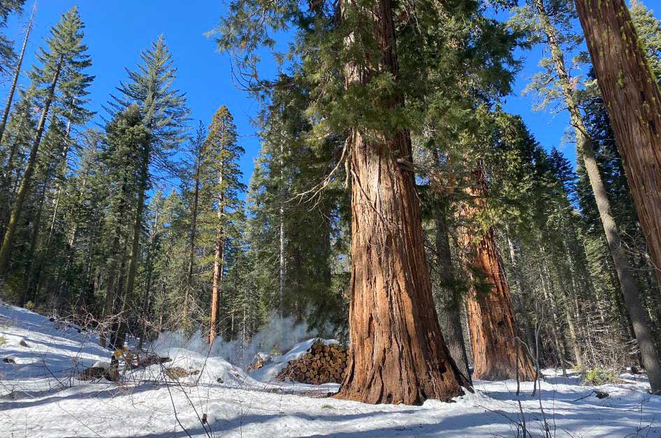 Burn Yosemite Fire